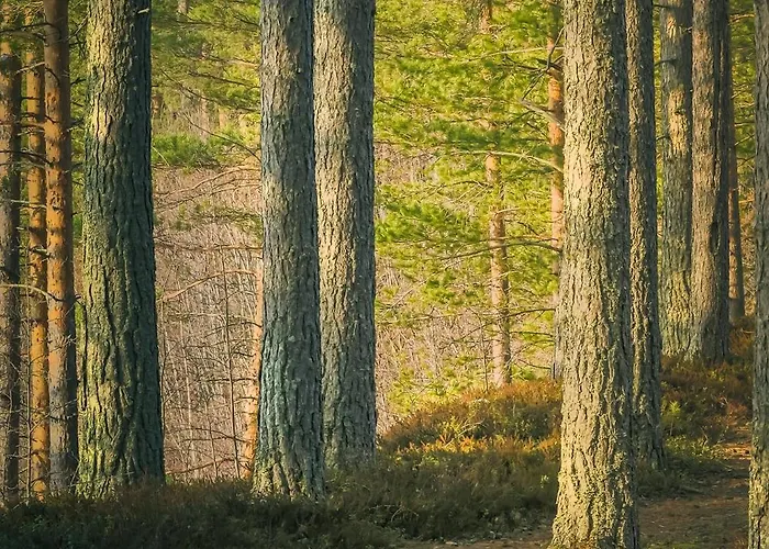 Original Sokos Koljonvirta 4*